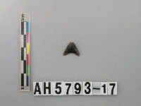 藏品(打製石鏃)的圖片